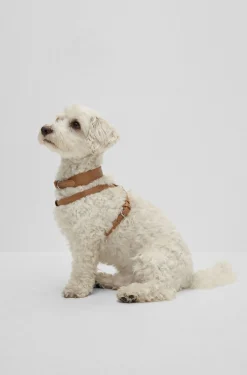 Hunde-Halsband aus recyceltem Leder