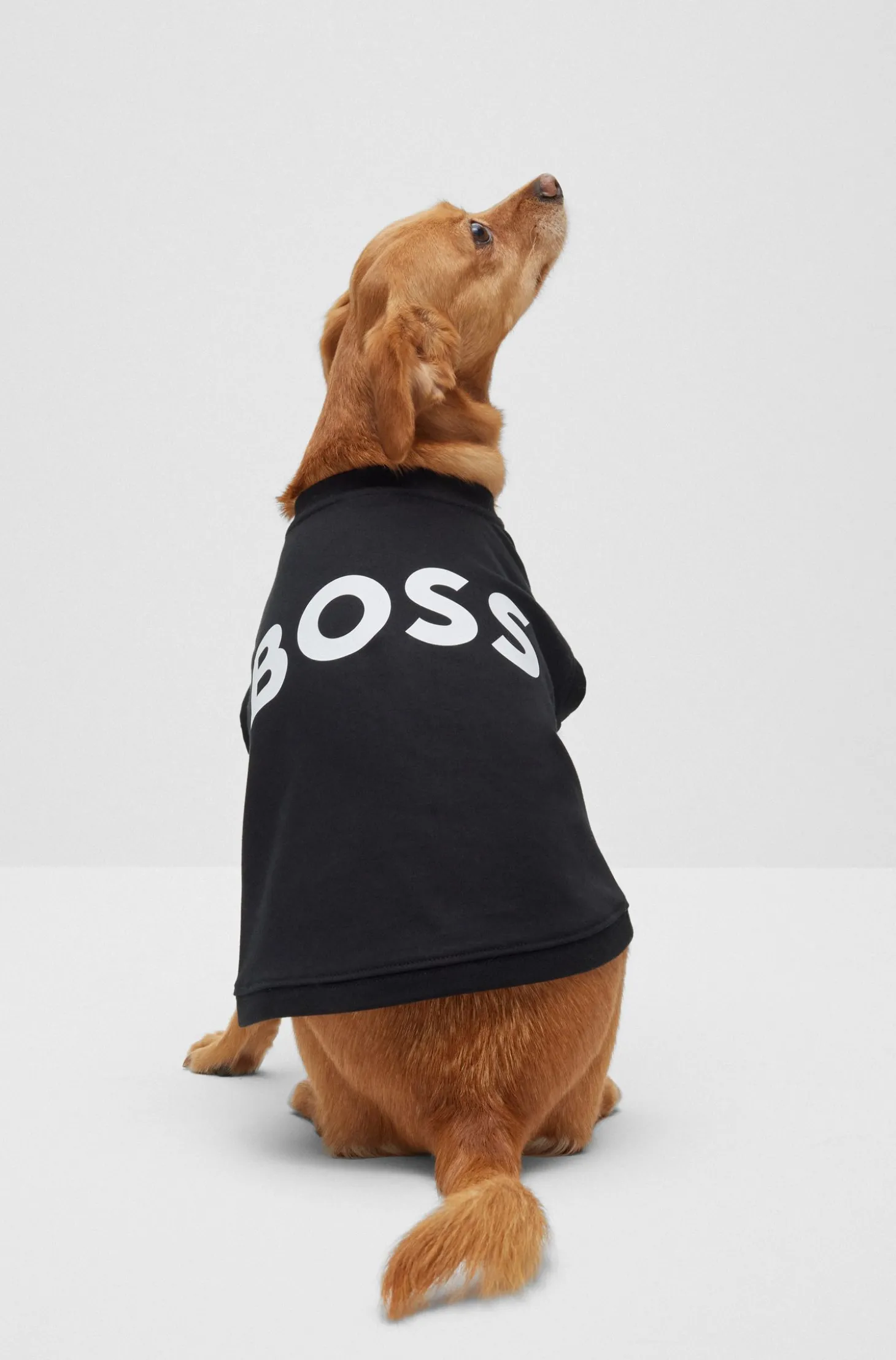 Hunde-T-Shirt aus merzerisierter Baumwolle mit Kontrast-Logo